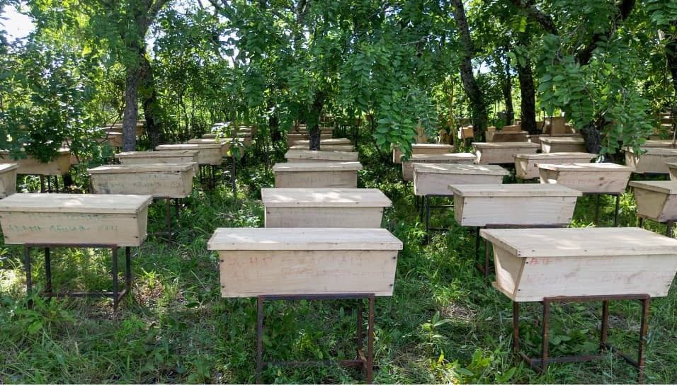 The Honey Palace impact — beekeeping in Ghana