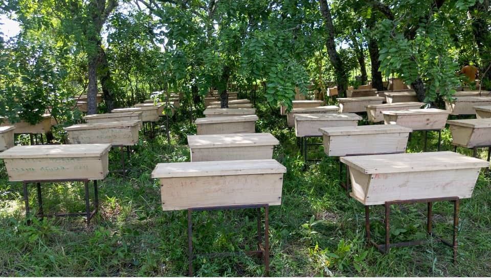 Hives